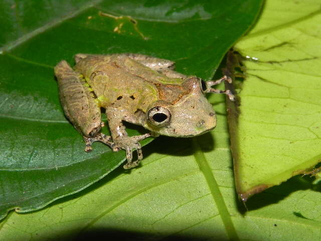 Imagem de Scinax rostratus (Peters 1863)