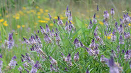 Image of Sampson's-Snakeroot