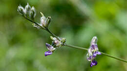 Image of palmleaf Indian breadroot