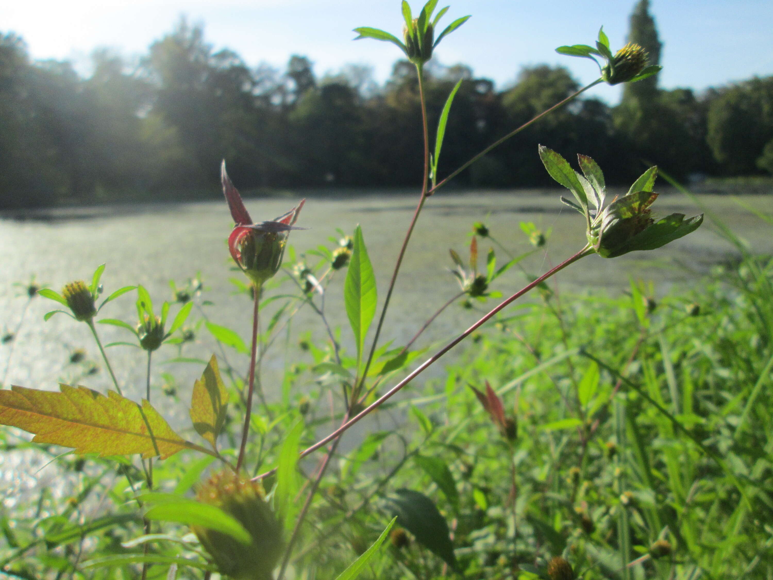 صورة Bidens frondosa L.