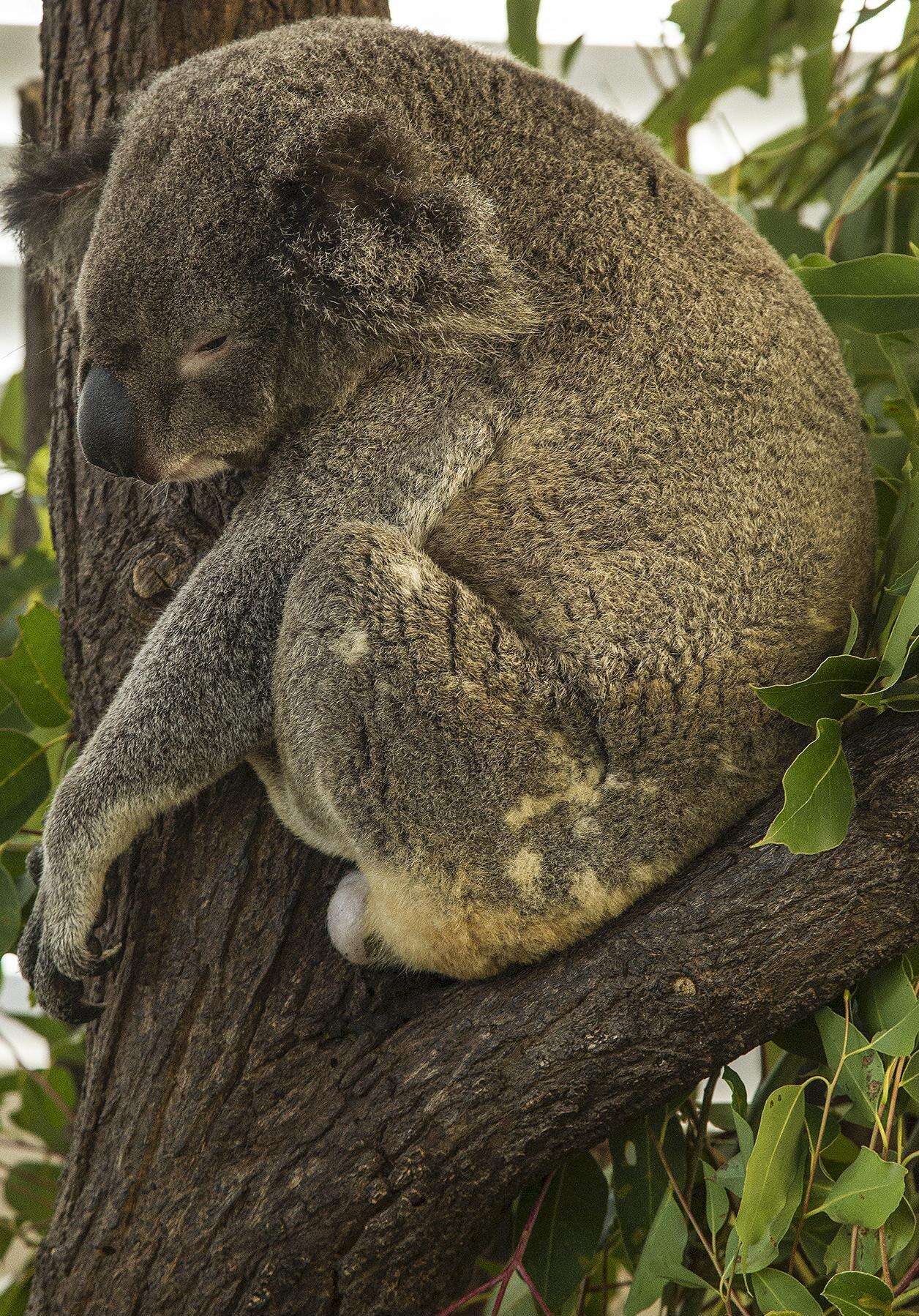 Image of koalas