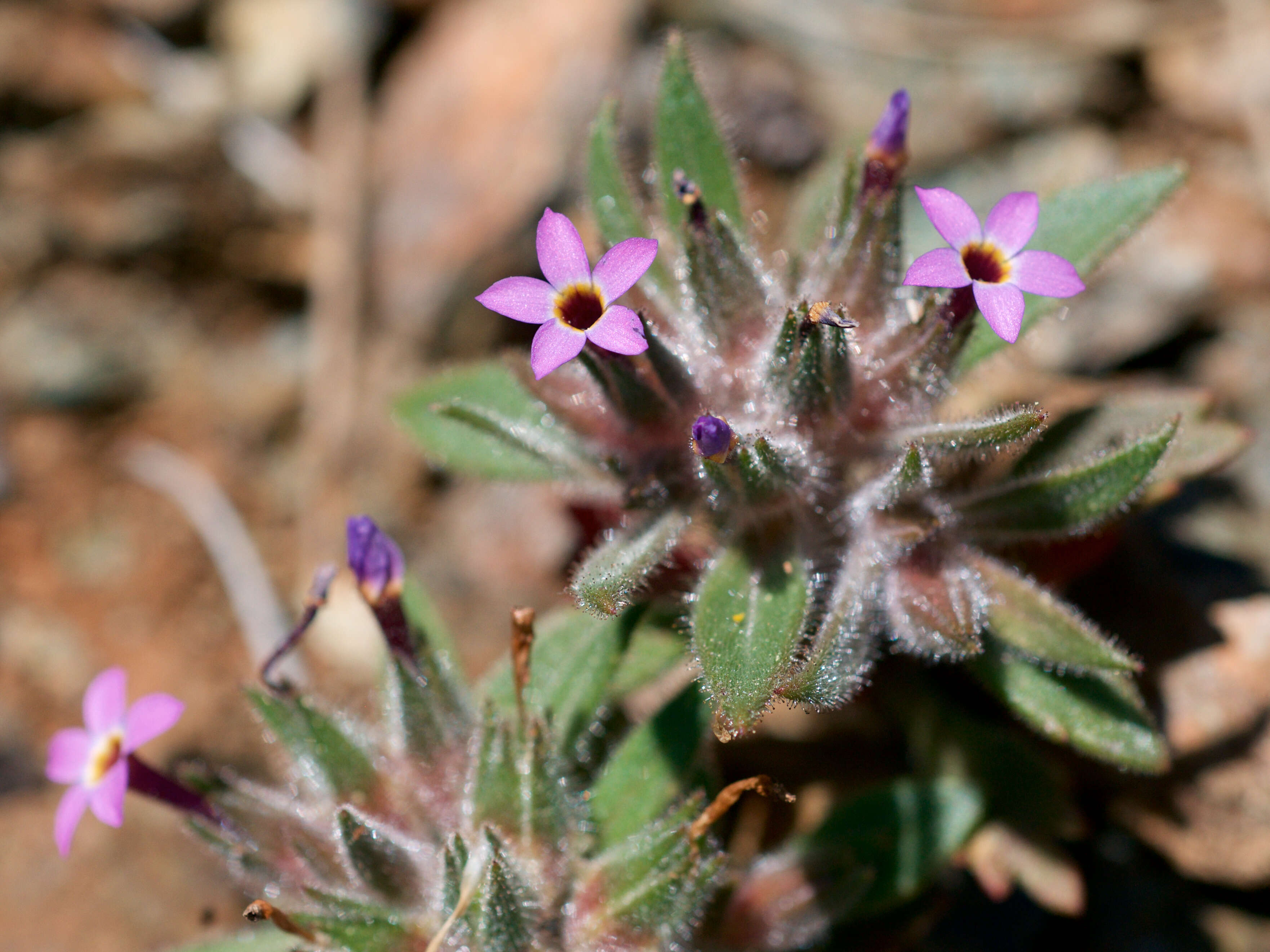 Image of serpentine collomia