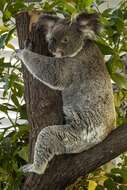 Image of koalas