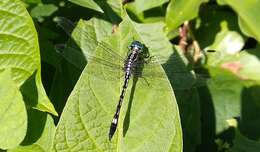 Image of Hylaeothemis apicalis