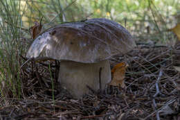 Image of Cep