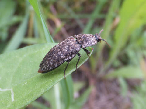 Image of Agrypnus murinus