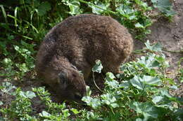 Image of Rock Hyrax