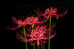 Image of red spider lily