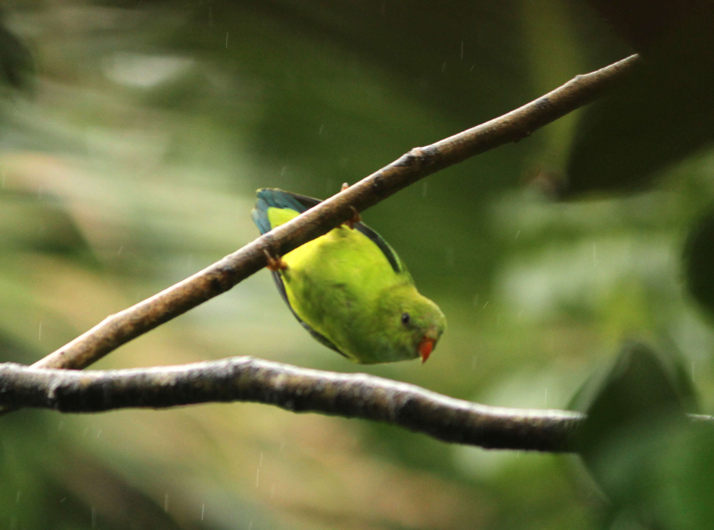 Image of Vernal Hanging Parrot