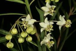 Image of Milkweed