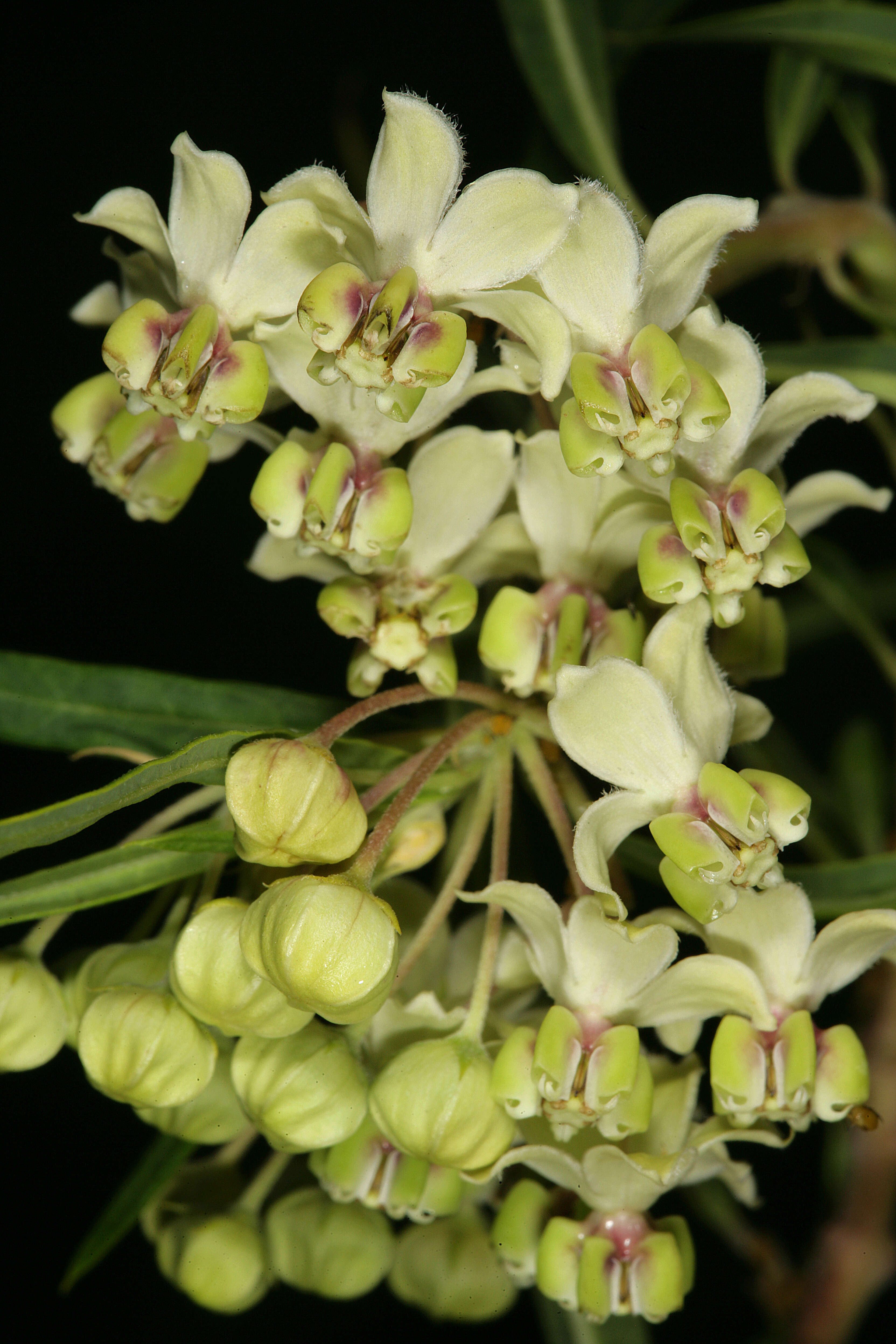 Image of Milkweed