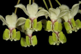 Image of Milkweed