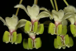 Image of Milkweed