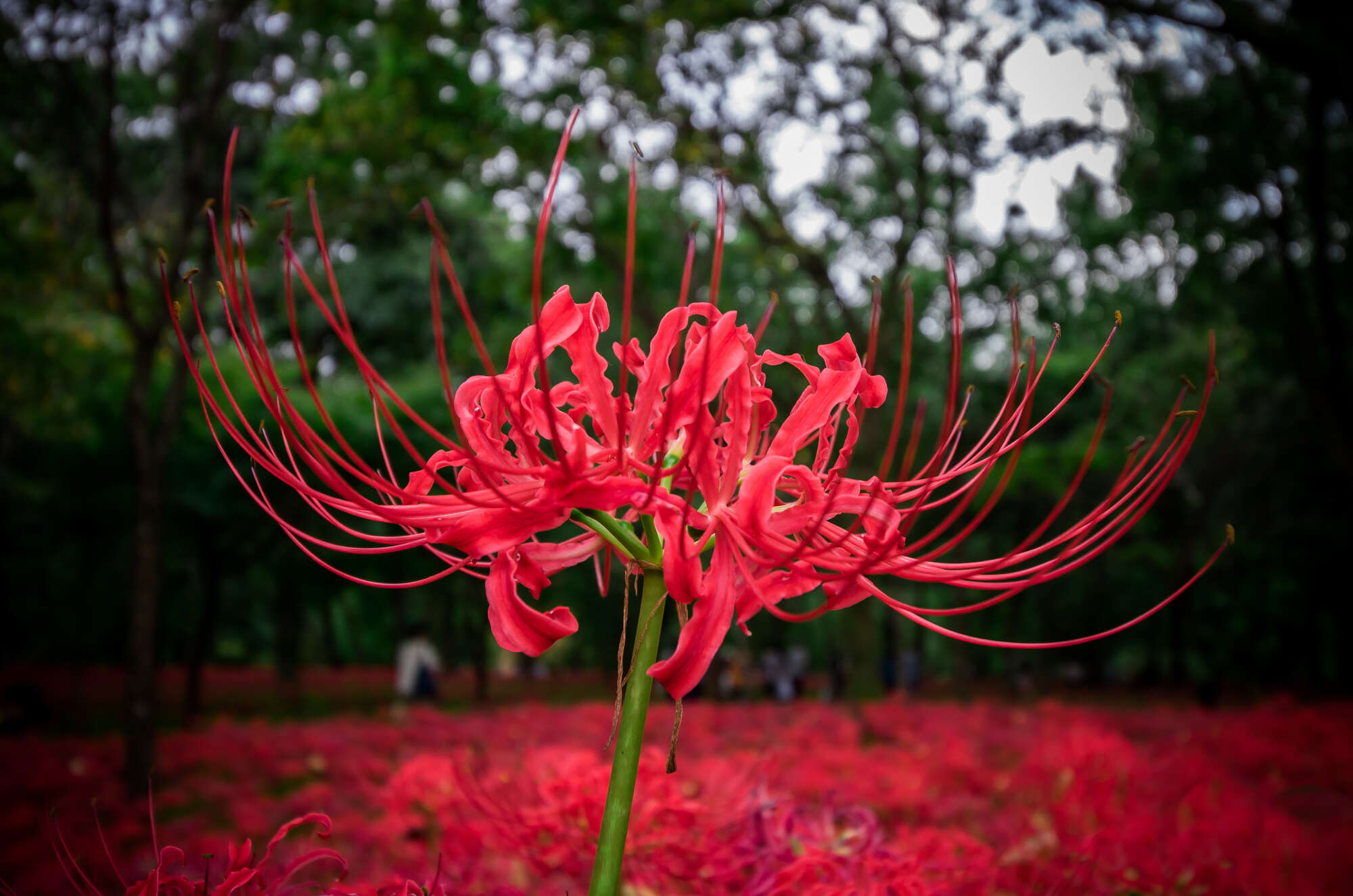 Image of red spider lily