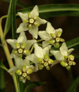 Image of Milkweed