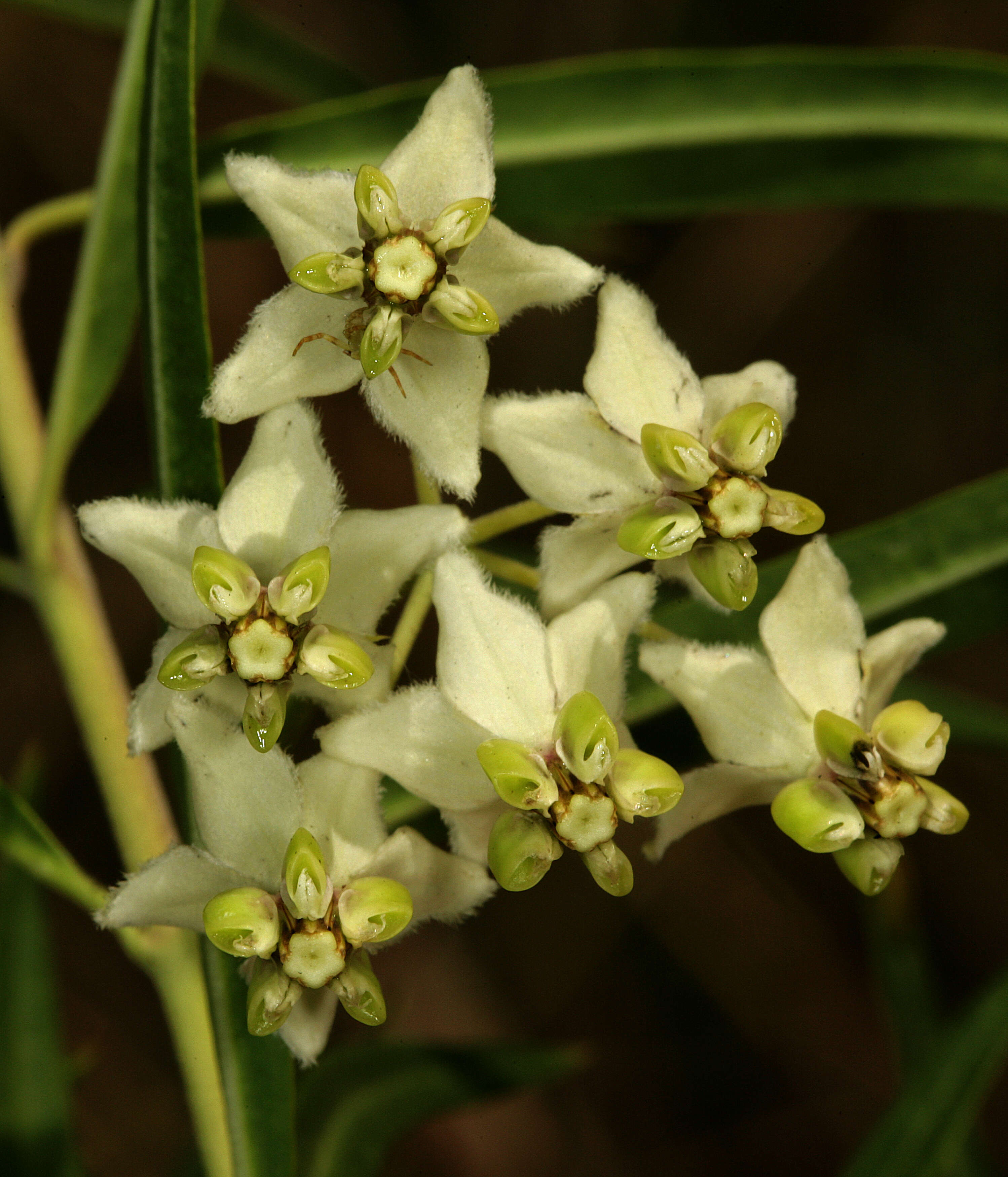 Слика од Gomphocarpus fruticosus subsp. fruticosus