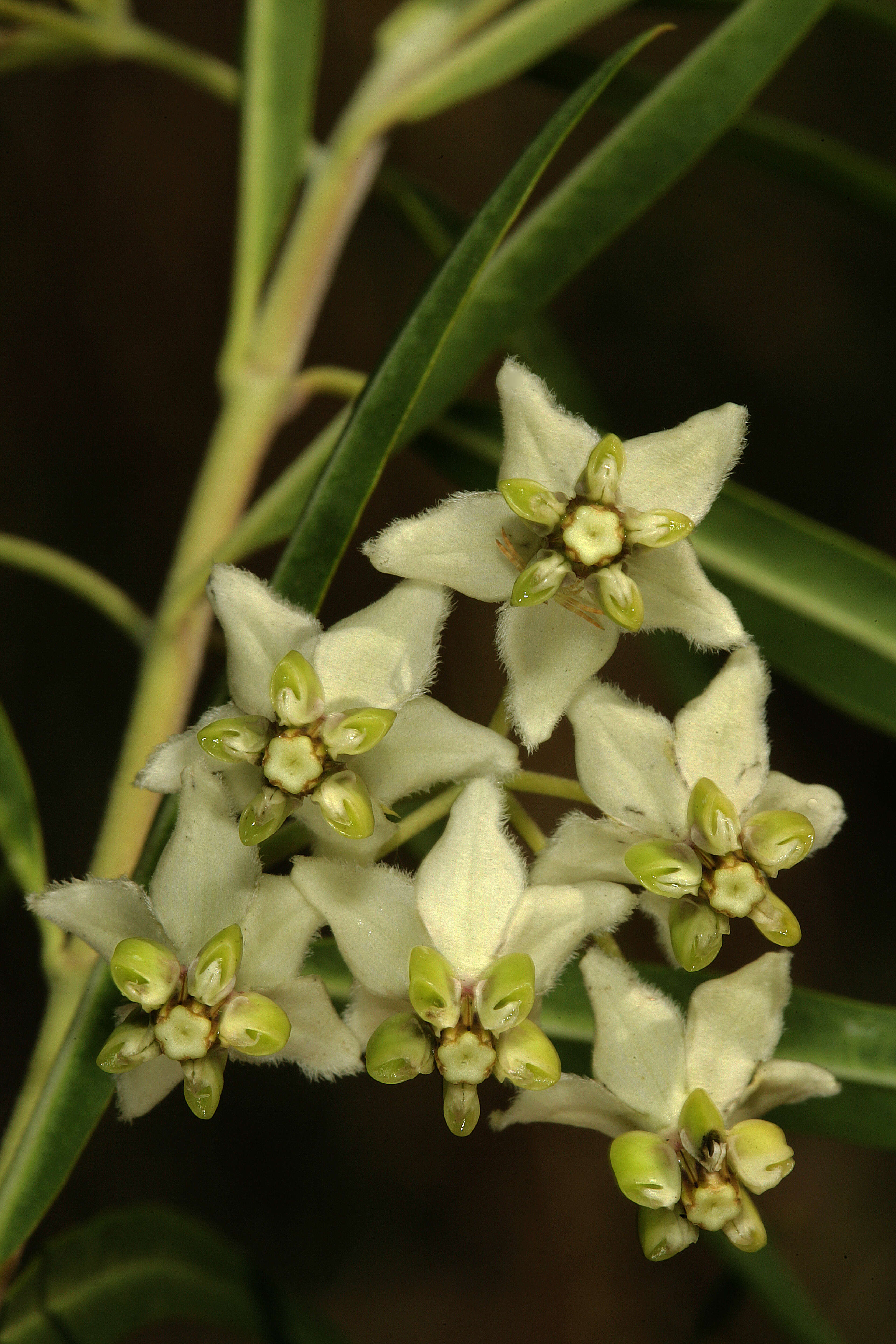 Слика од Gomphocarpus fruticosus subsp. fruticosus