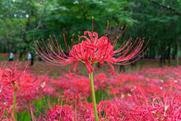 Image of red spider lily