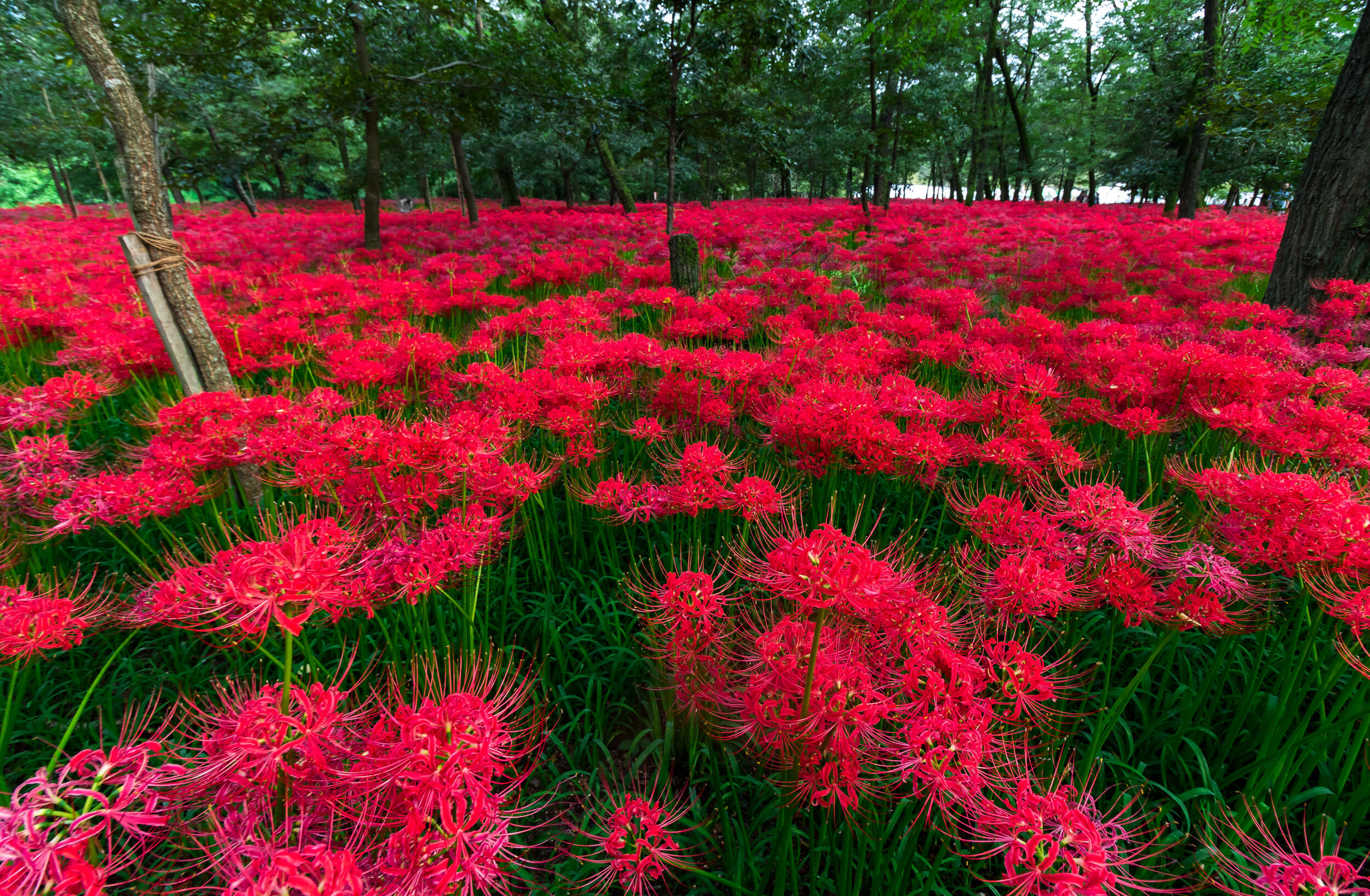 Image of red spider lily