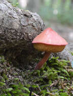 Image of Chalciporus rubinellus (Peck) Singer 1973