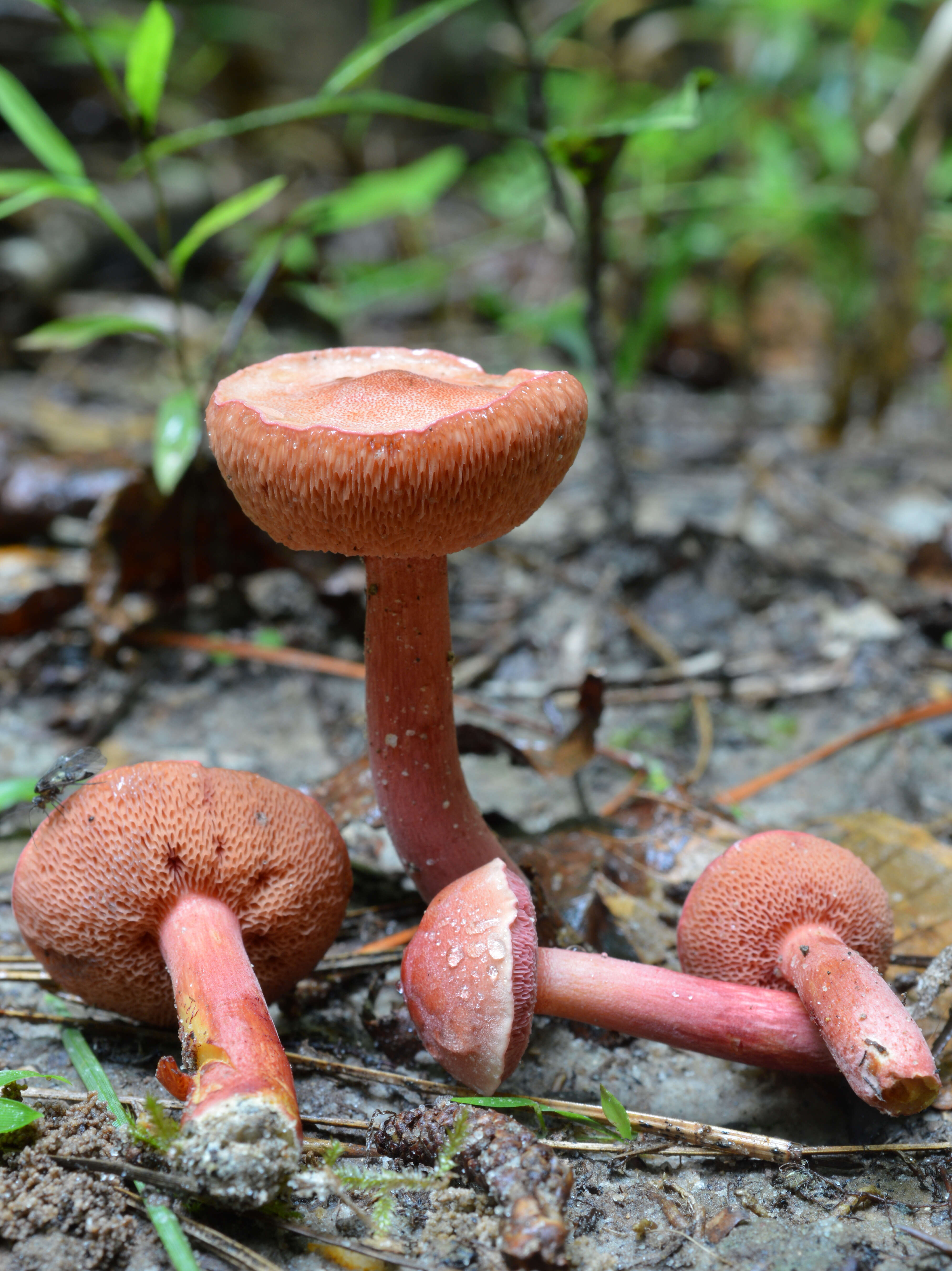 Image of Chalciporus rubinellus (Peck) Singer 1973