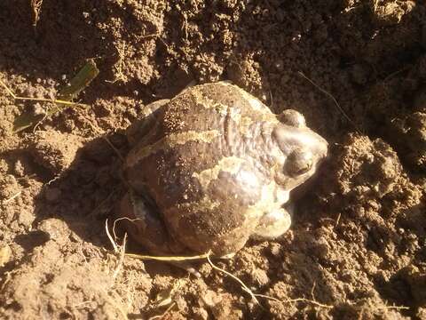 Image of Common Toad