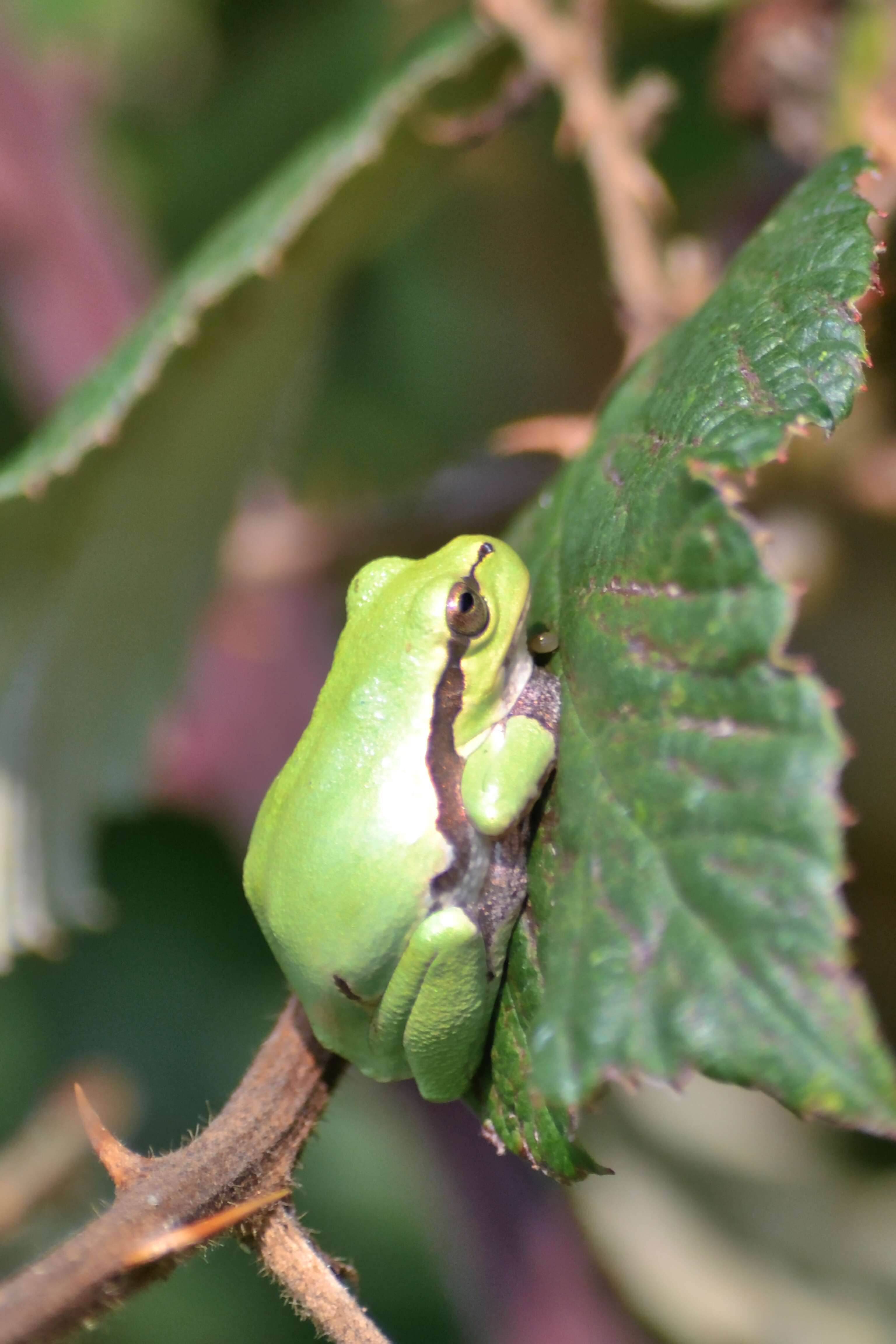 Image of Mediterranean Tree Frog