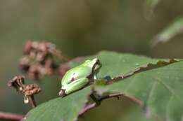 Image of Mediterranean Tree Frog