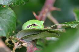 Image of Mediterranean Tree Frog