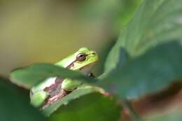 Image of Mediterranean Tree Frog