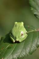 Image of Mediterranean Tree Frog