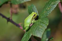 Image of Mediterranean Tree Frog