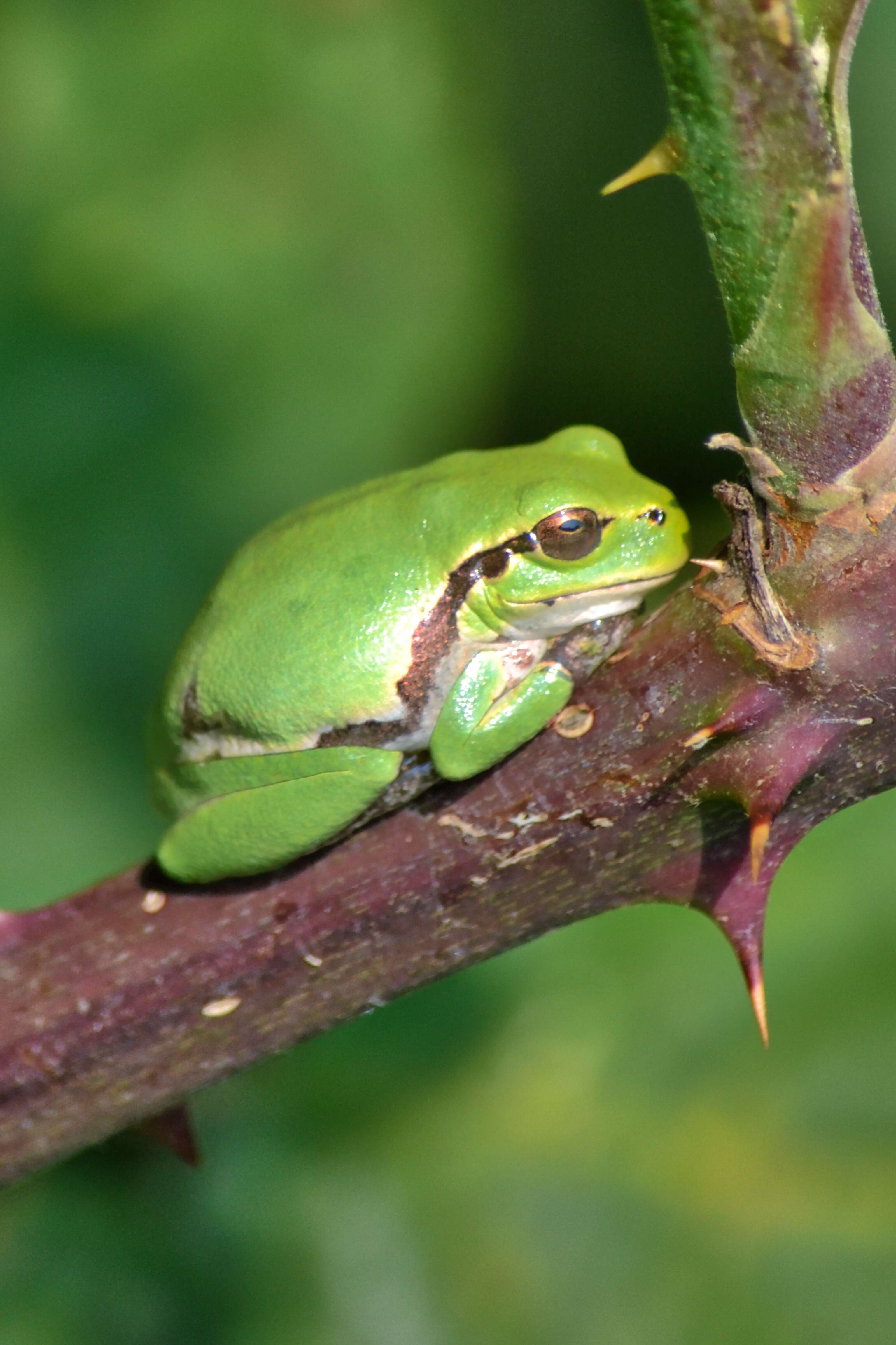 Image of Mediterranean Tree Frog