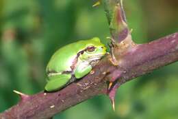 Image of Mediterranean Tree Frog