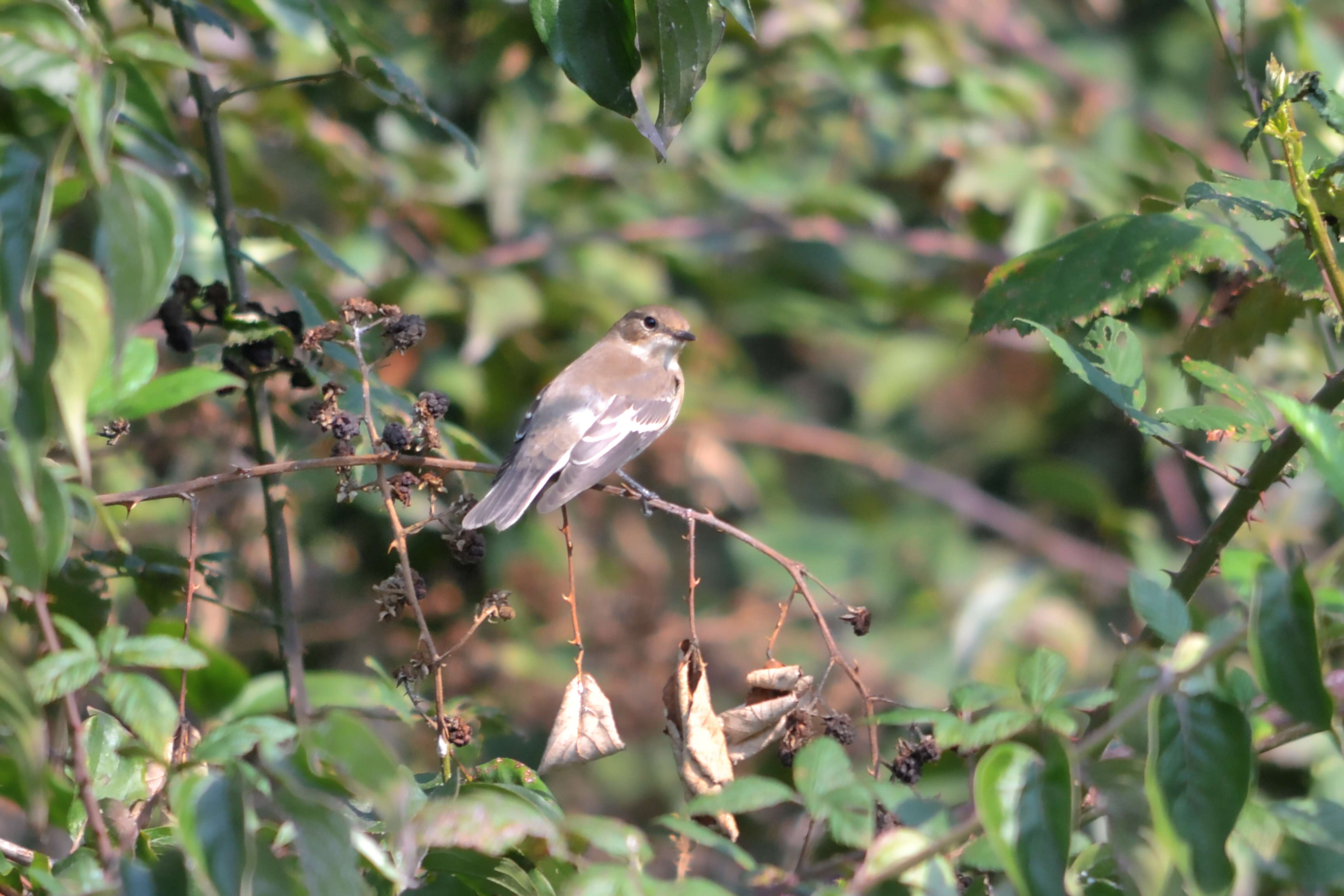 Image of European Pied Flycatcher