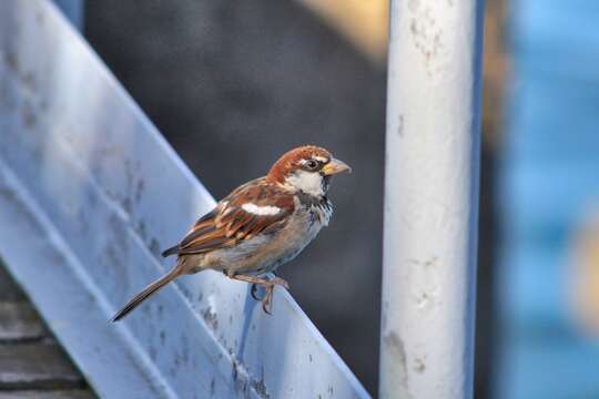 Image of Italian Sparrow