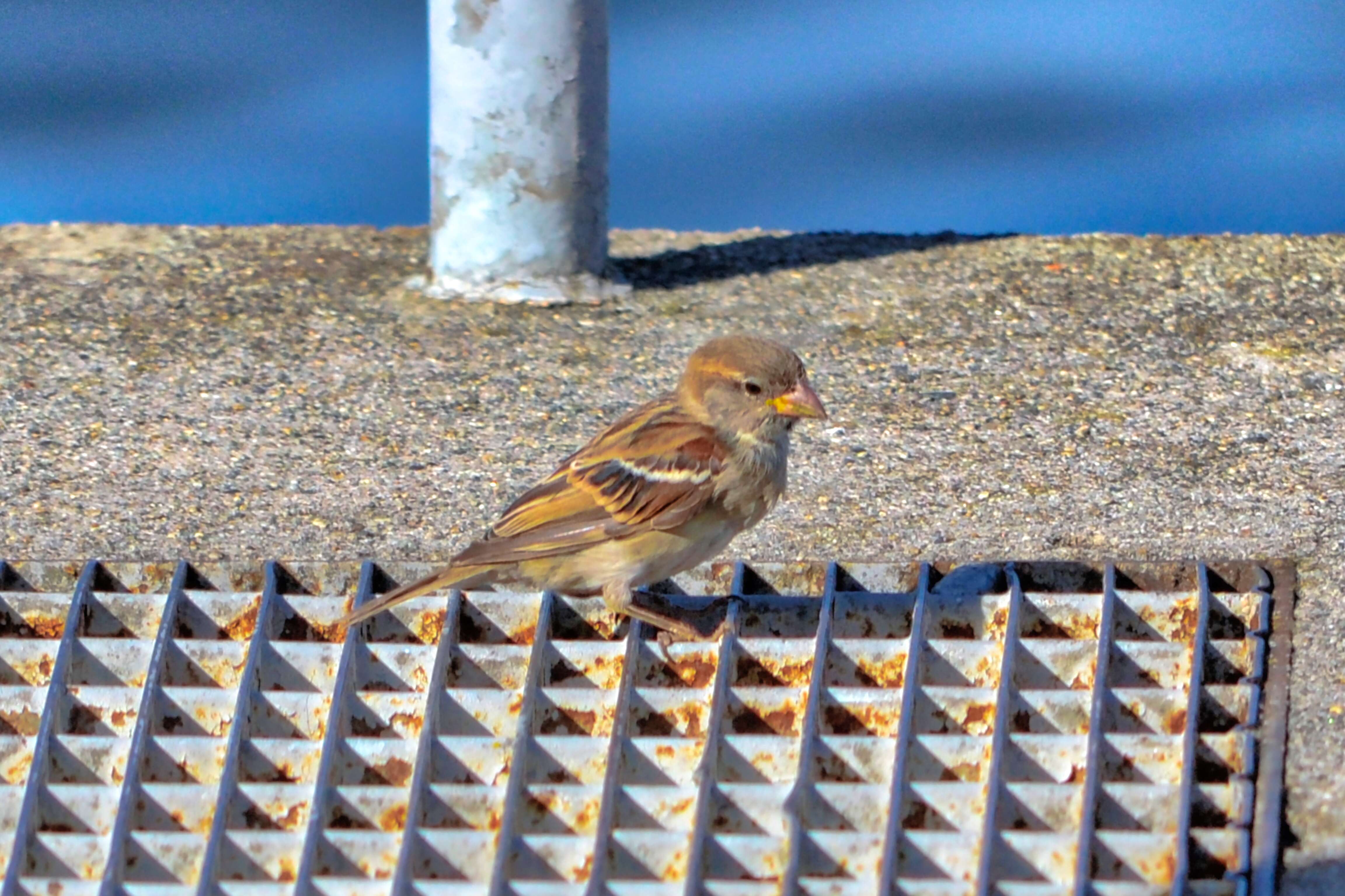 Image of Italian Sparrow