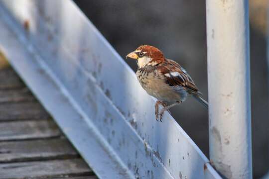 Image of Italian Sparrow