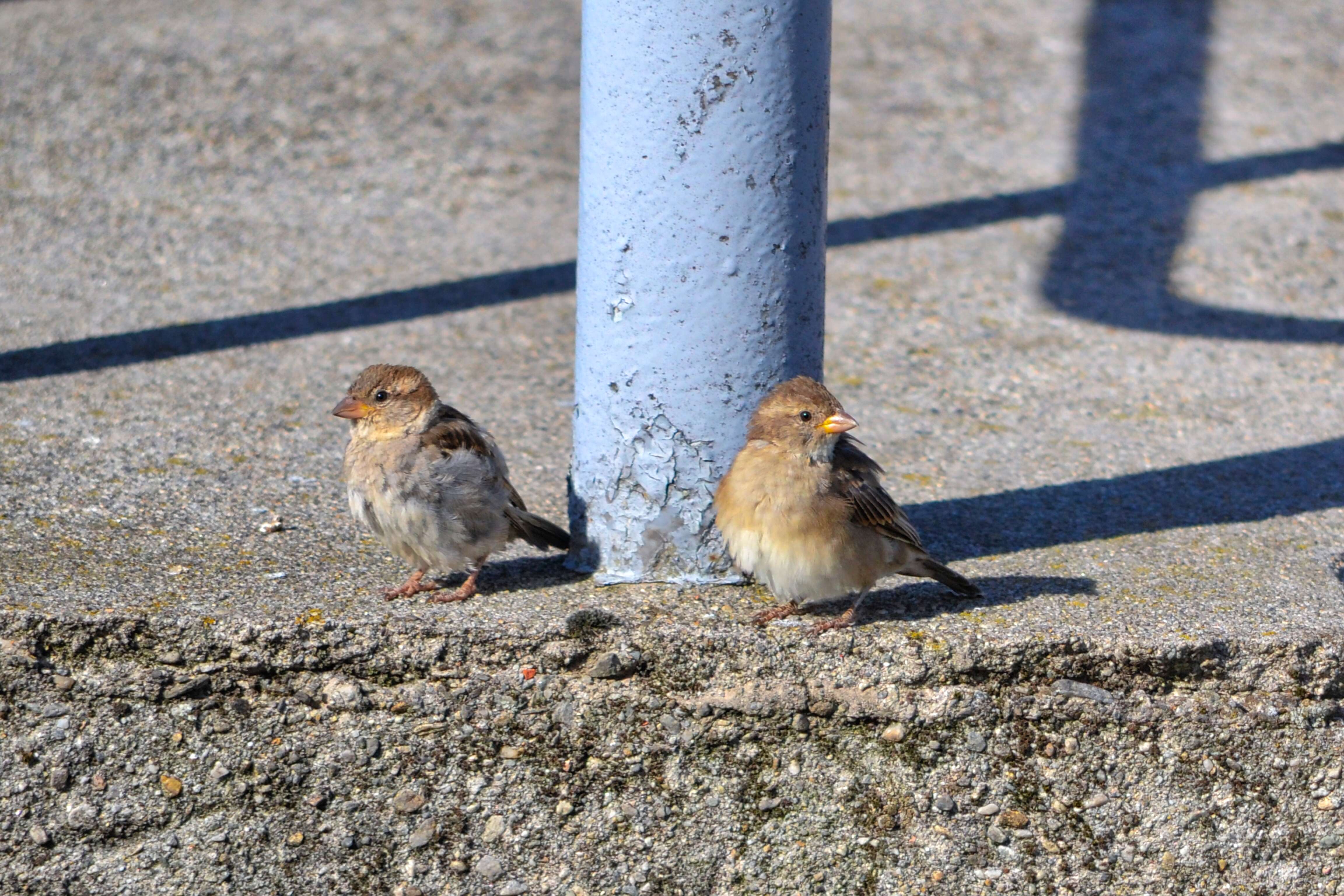 Image of Italian Sparrow