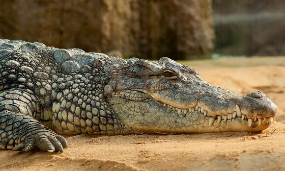 Image of Nile crocodile