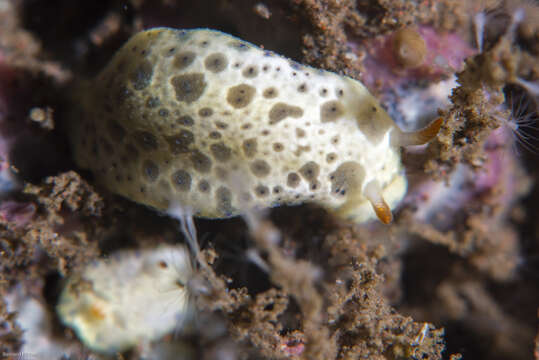 Sivun Hypselodoris Stimpson 1855 kuva