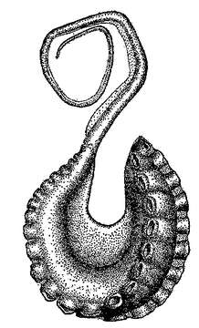 Image of Argonauta boettgeri