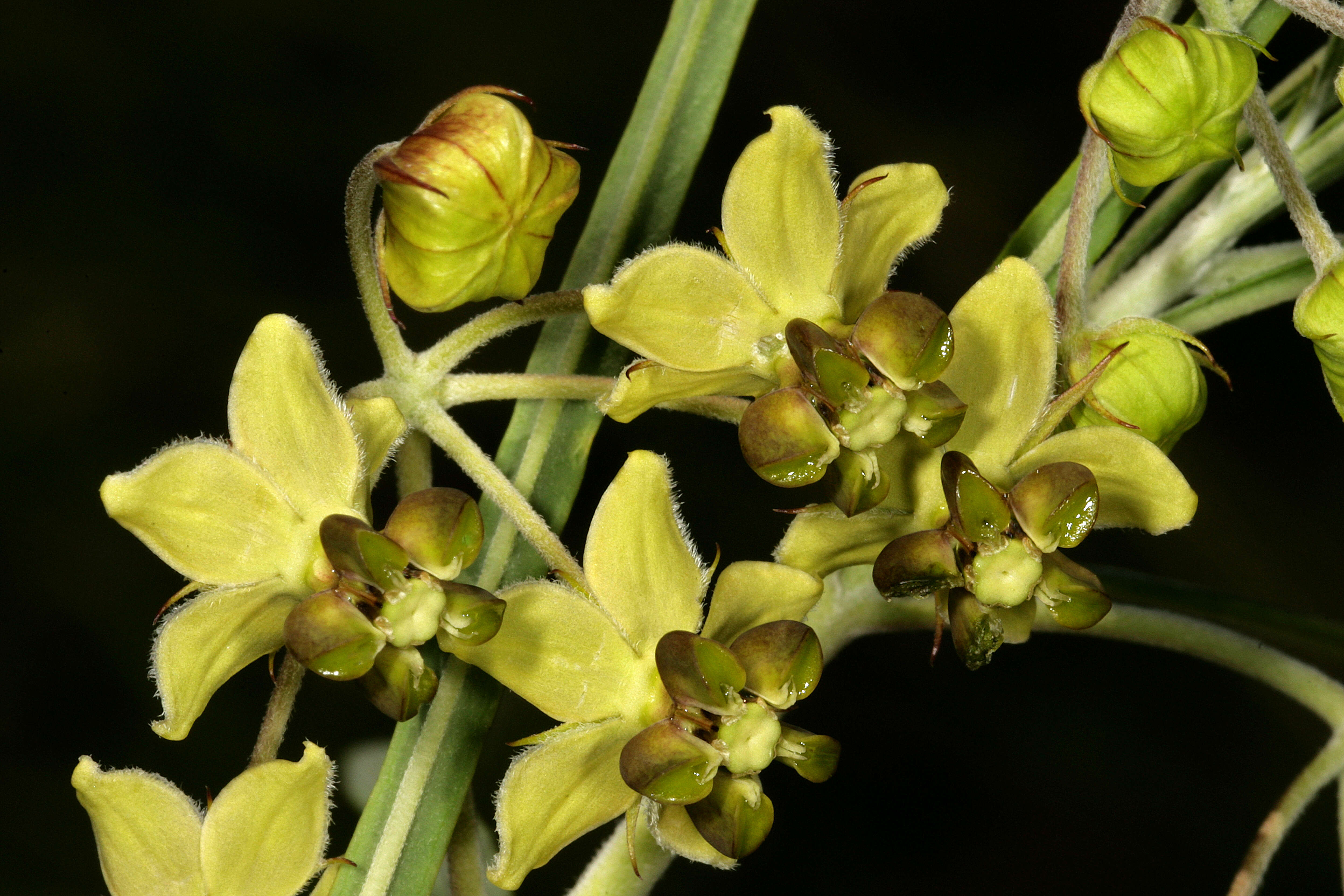 Image of Milkweed