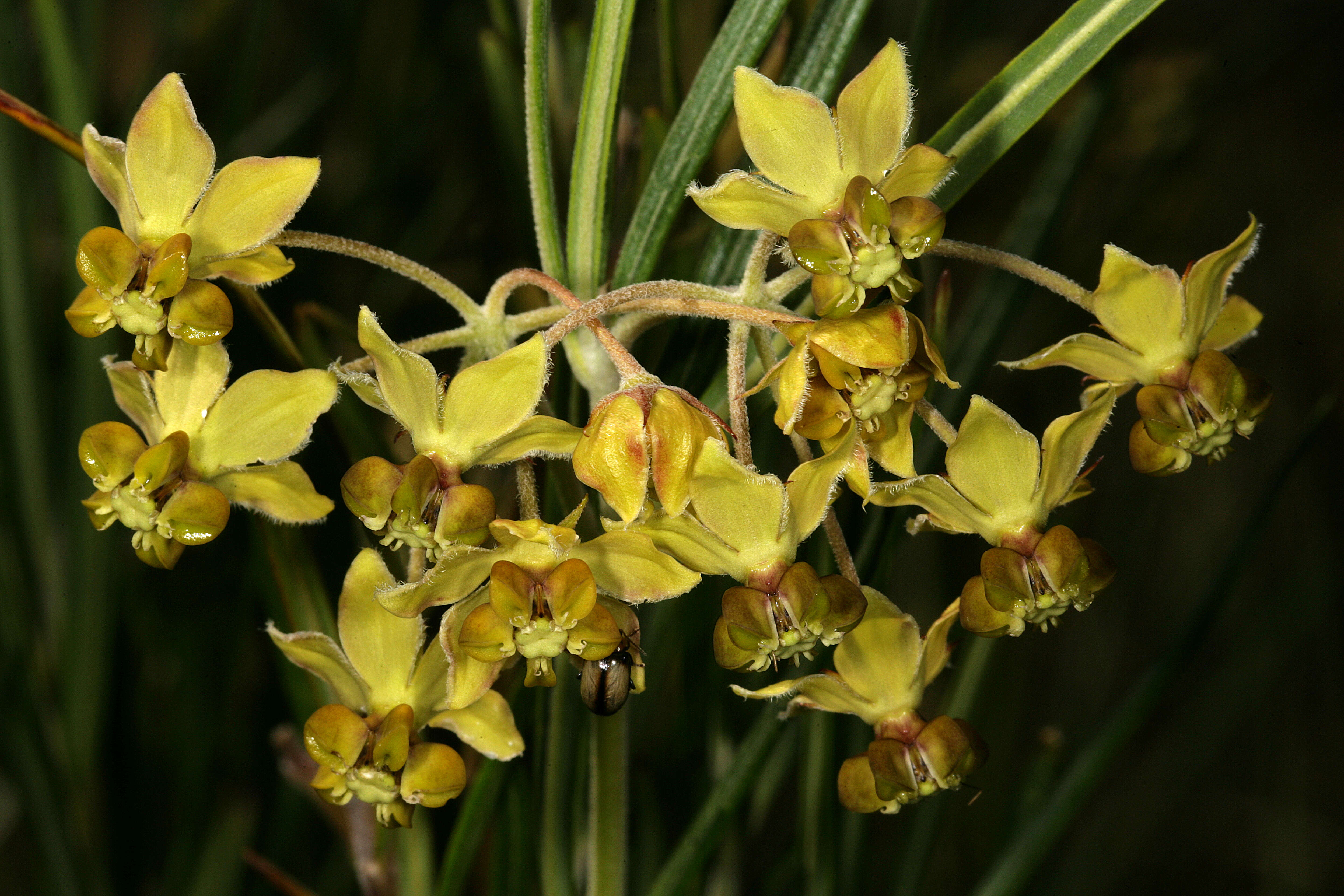 Слика од Gomphocarpus fruticosus subsp. fruticosus