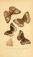 Image of Euthalia monina Fabricius 1787