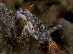 Image of Red gilled yellow spotted green slug