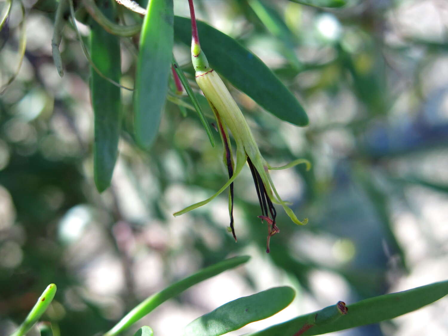 Image of Muellerina bidwillii (Benth.) Barlow