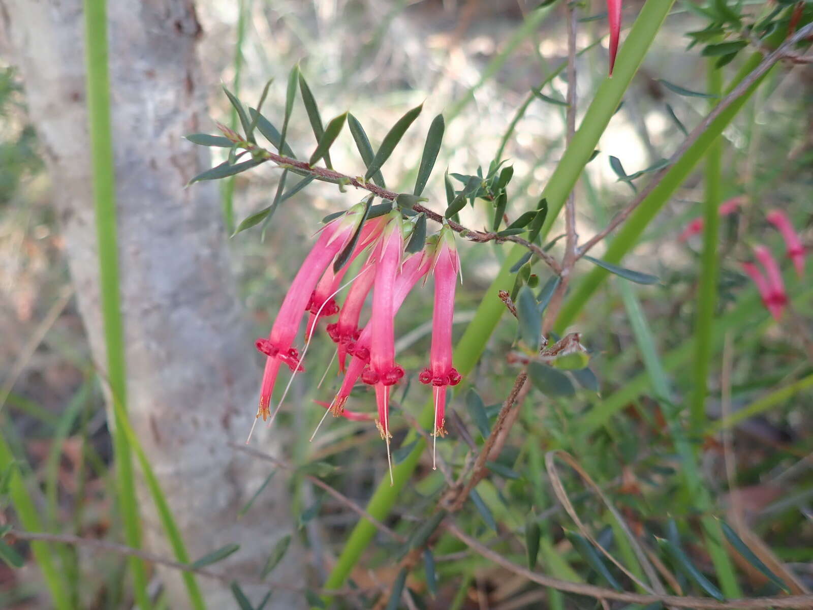 Sivun Styphelia tubiflora Sm. kuva