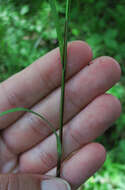 Image of pretty sedge