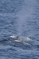 Image of Pygmy Blue Whale